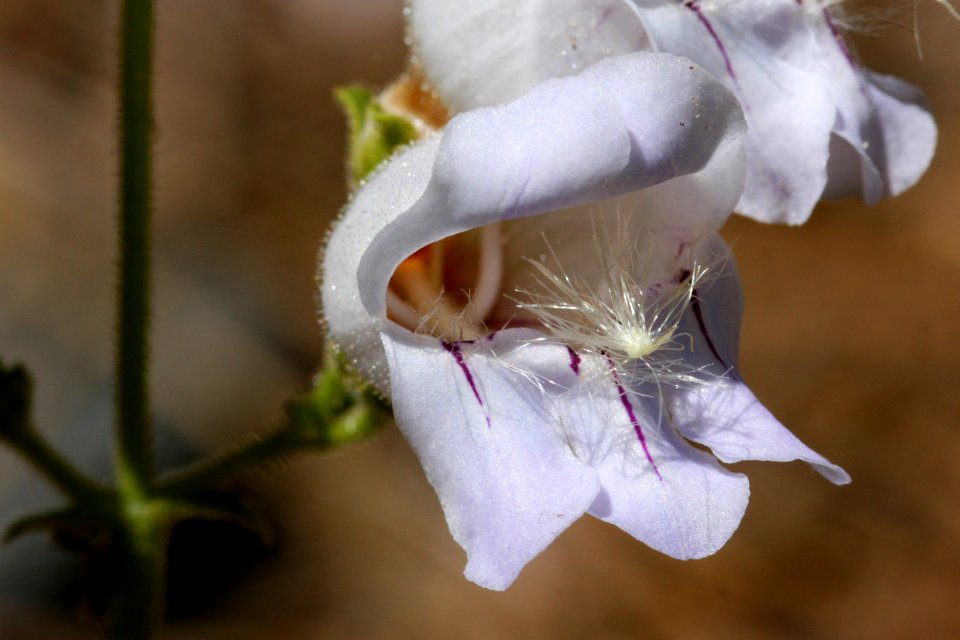 Penstemon grinnellii var. scrophularioides