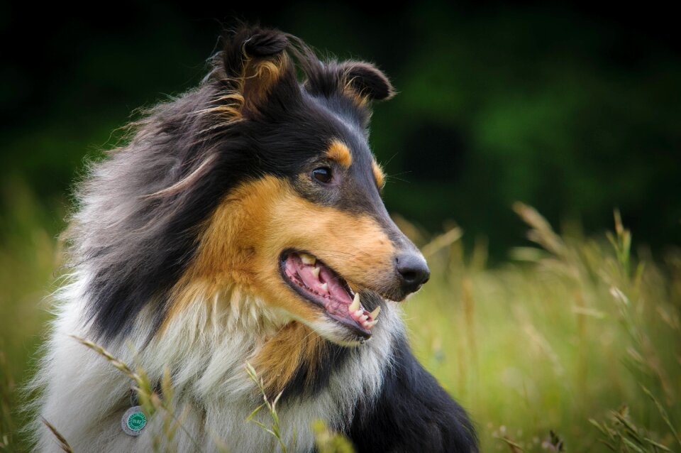 Fur pet meadow