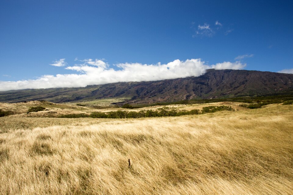 Grass nature landscape