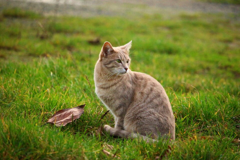 Mackerel breed cat young cat
