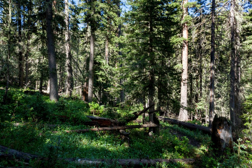 Northeast of Wheeler Peak
