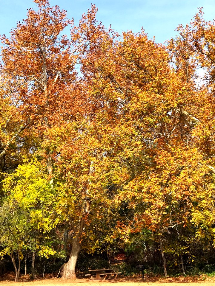 Fall color at Crescent Moon Ranch (November 15, 2017)