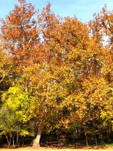 Fall color at Crescent Moon Ranch (November 15, 2017)