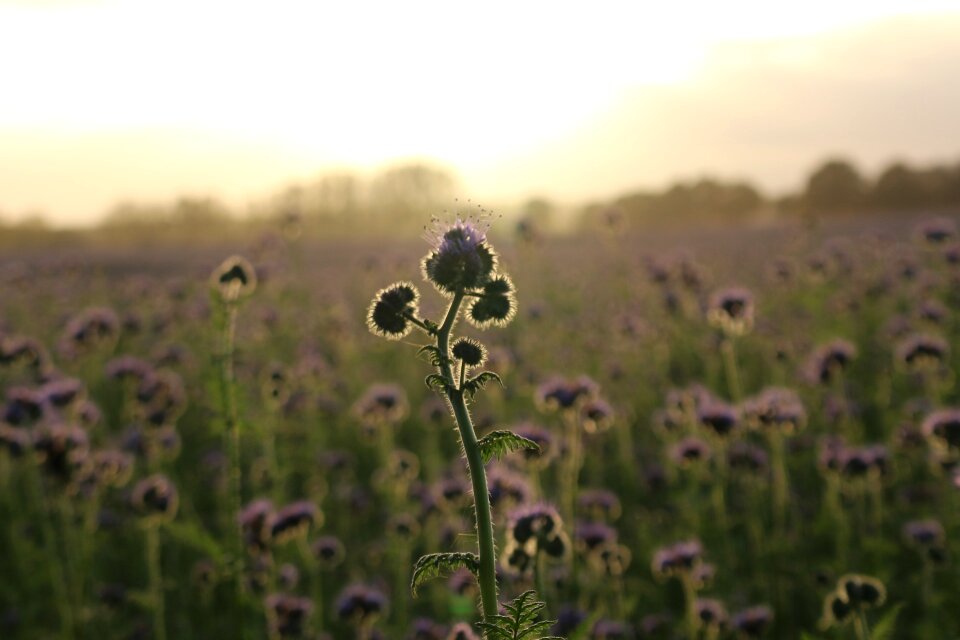 Field abendstimmung evening sky