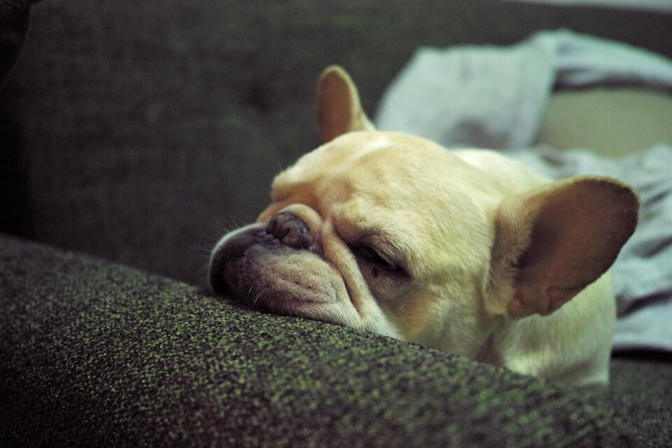 Sleeping somatic cells pet
