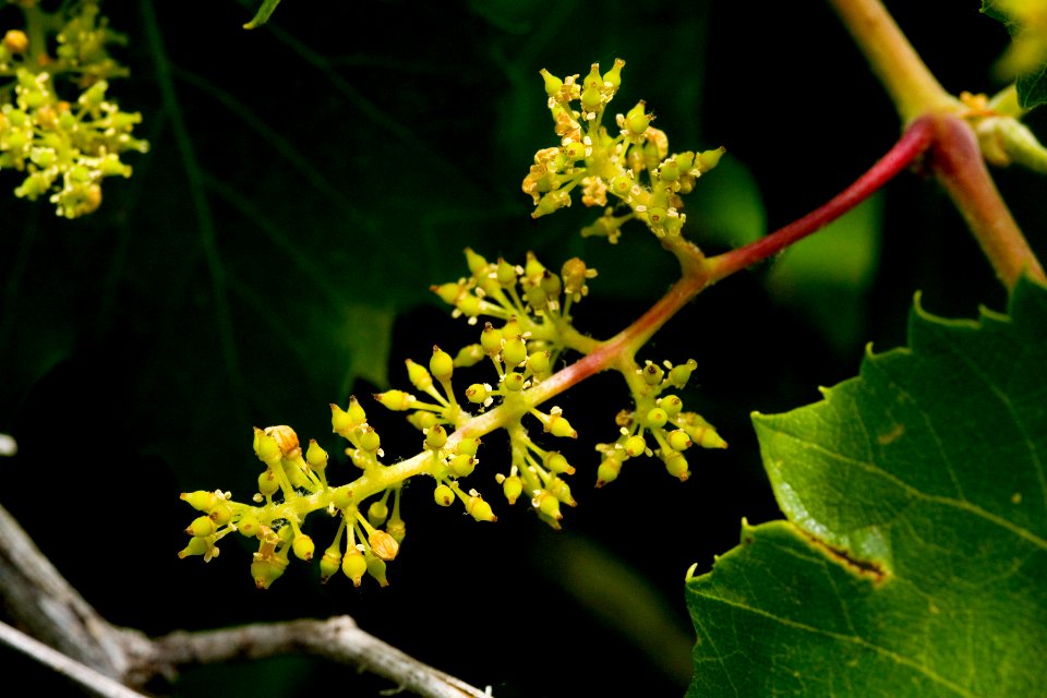 Vitis arizonica