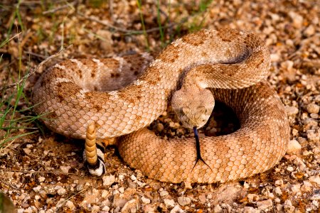 Crotalus atrox