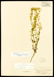 Thysanoncarpus filipes