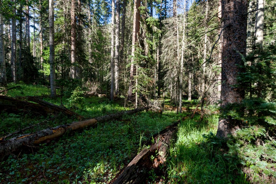 Northeast of Wheeler Peak