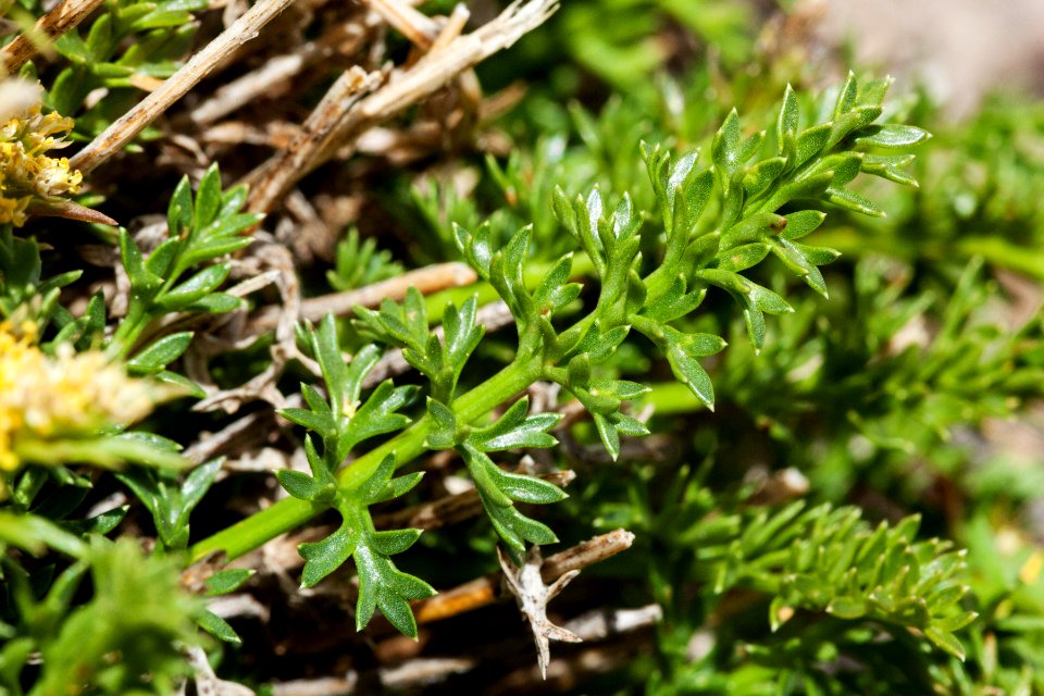 Oreoxis alpina