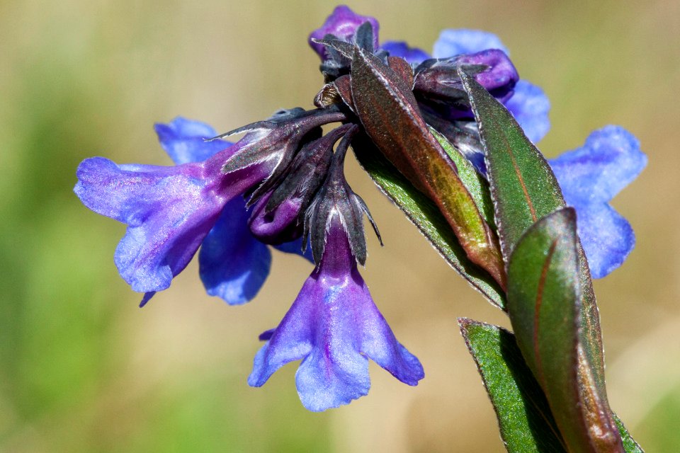 Mertensia alpina