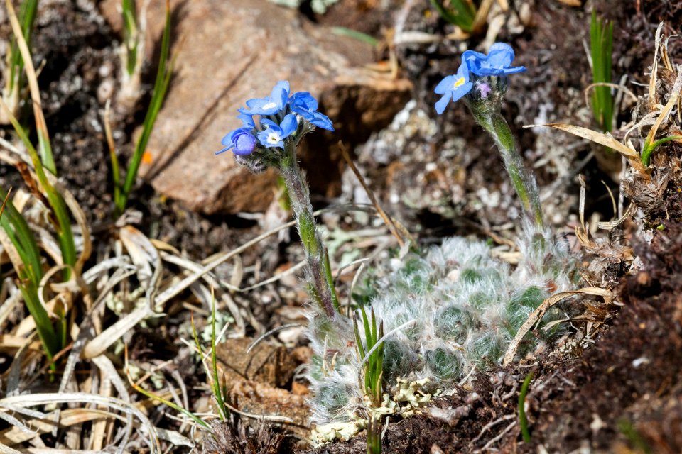 Eritrichium nanum