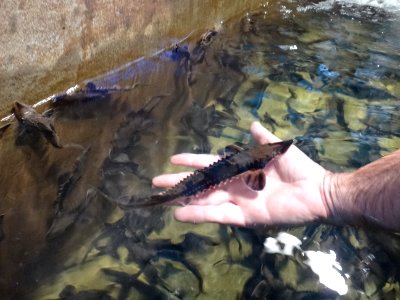 10 inch lake sturgeon at Edenton NFH