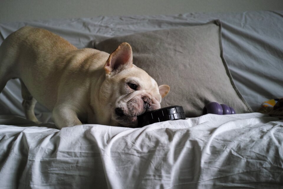 Dog cute french bulldog