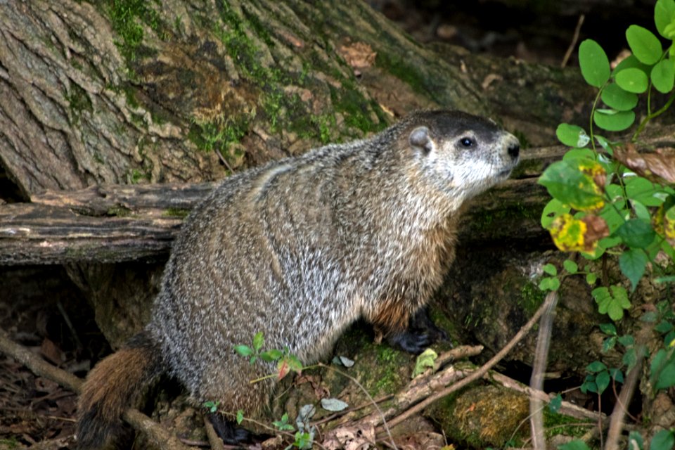 Ground Hog 08-26-2018 15