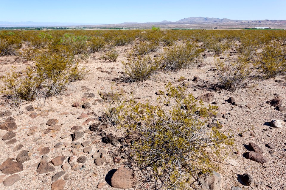 East of Arroyo Angostura