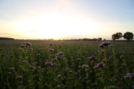 Abendstimmung sunset bee friend
