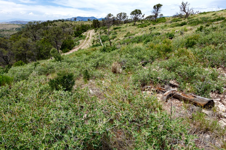 East of Cat Mountain