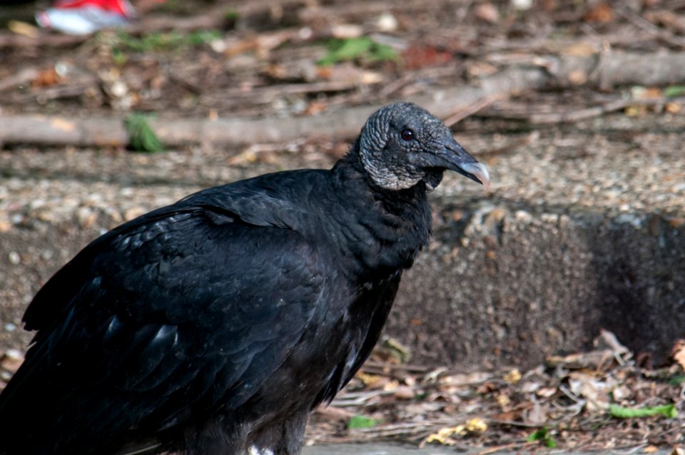 Black Vulture 5-11-2010 6884