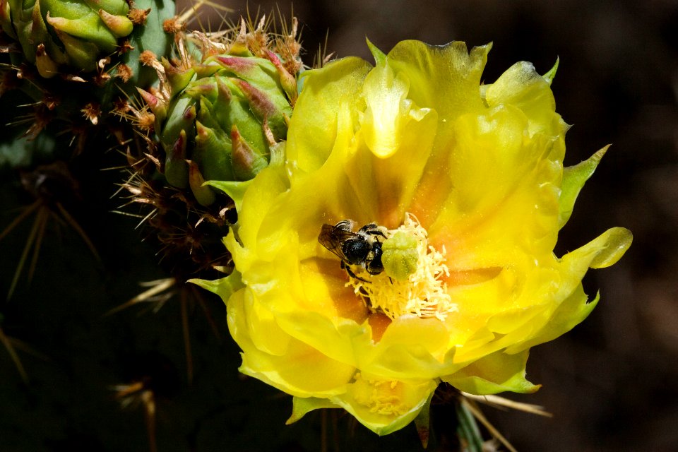 Bee on Opuntia chlorotica