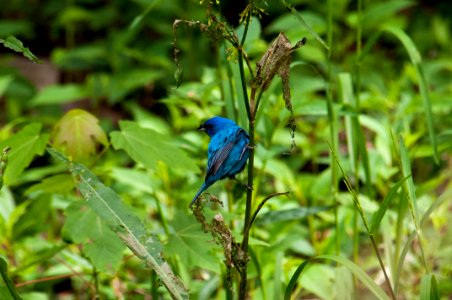 Indigo Bunting 5-11-2010 6995