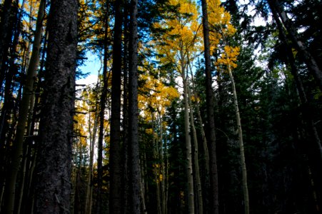 Abineau Trail