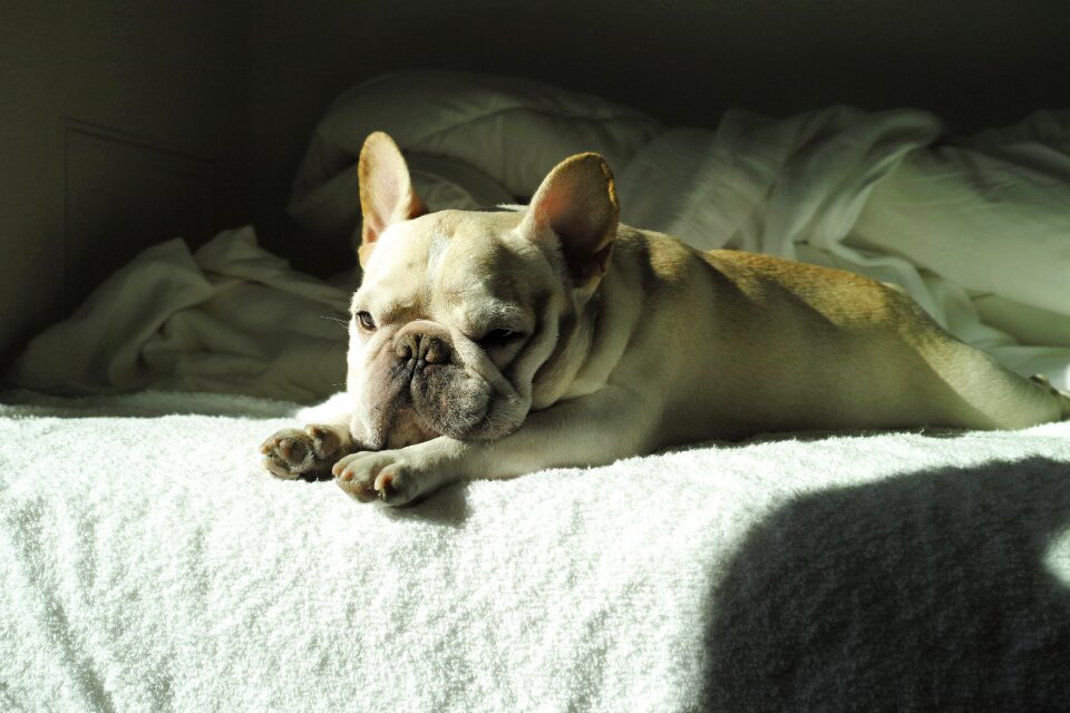 Dog cute french bulldog