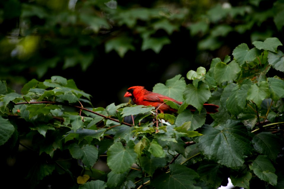 Northern Cardinal 07-15-2018 05