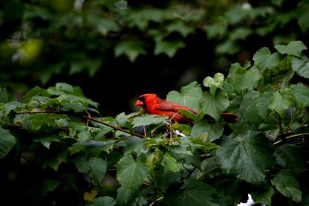 Northern Cardinal 07-15-2018 05