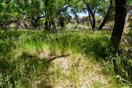 Tularosa Creek