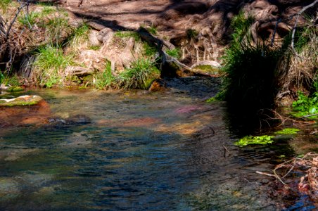 Fossil Springs