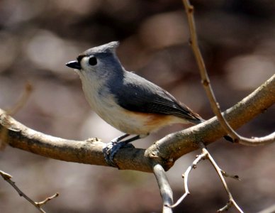 Tufted Titmouse 7439