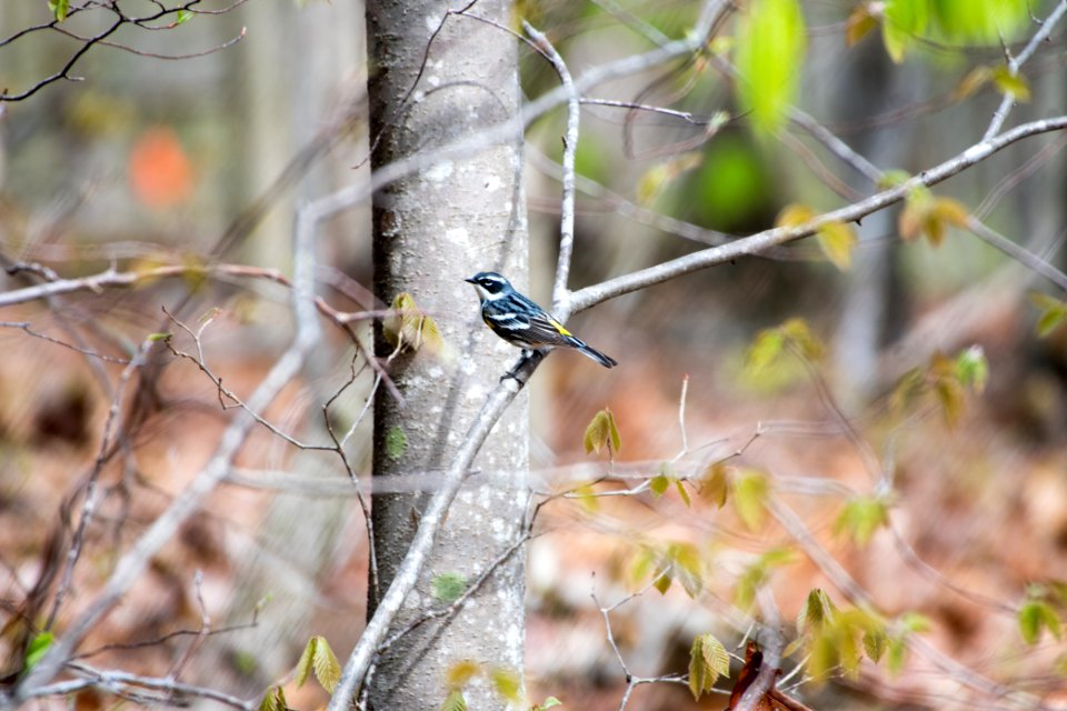 2018 Walk for the Woods Bacon Ridge Natural Area 259