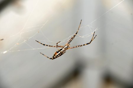 Banded Garden Spider 2984