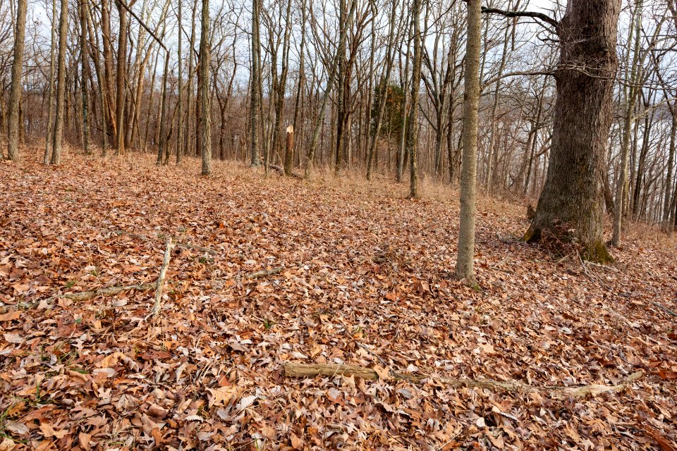 Near Monroe Lake