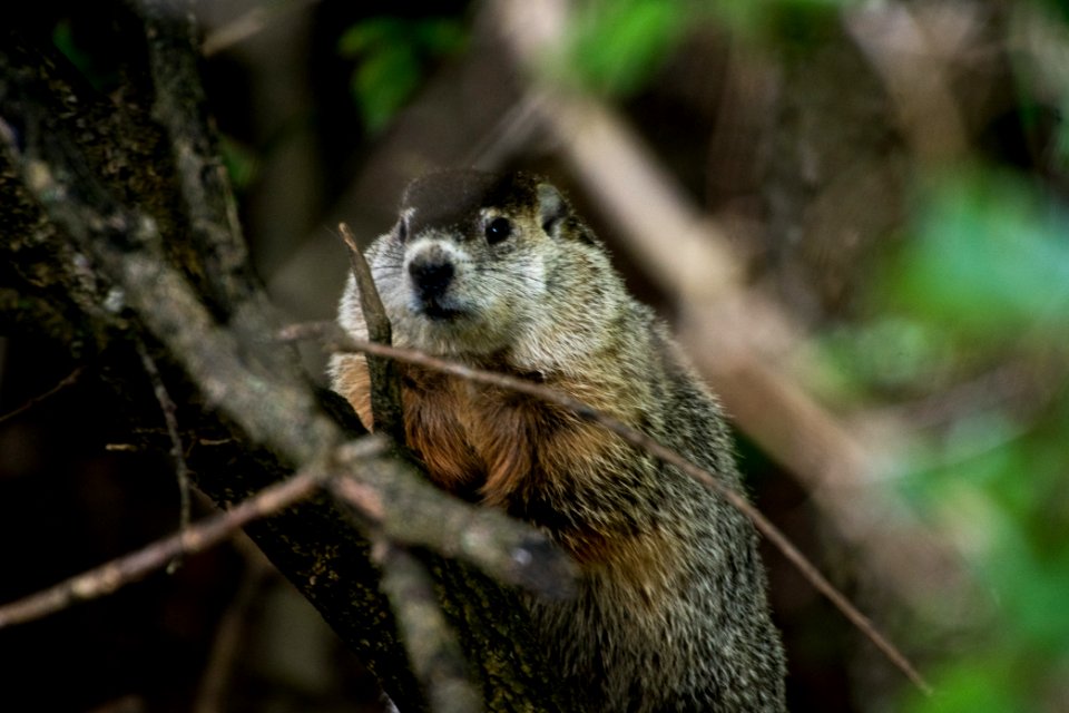Ground Hog 08-26-2018 10