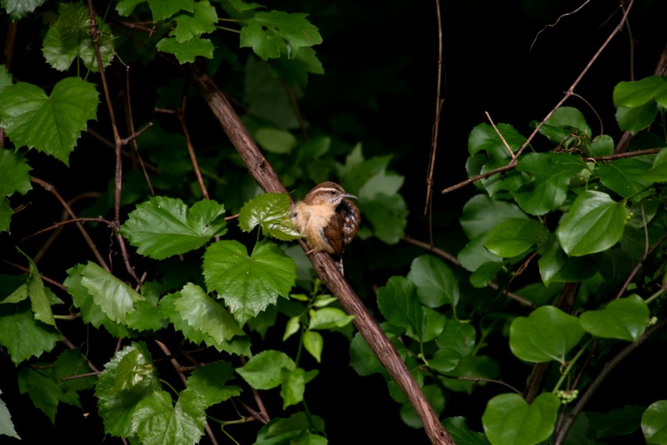 Carolina Wren 8746