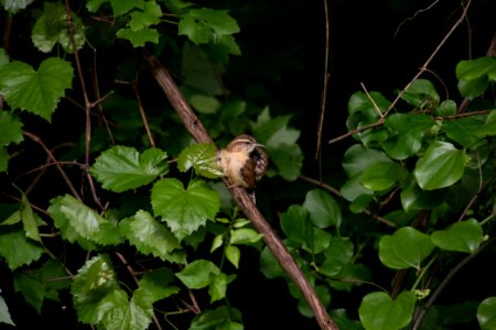 Carolina Wren 8746