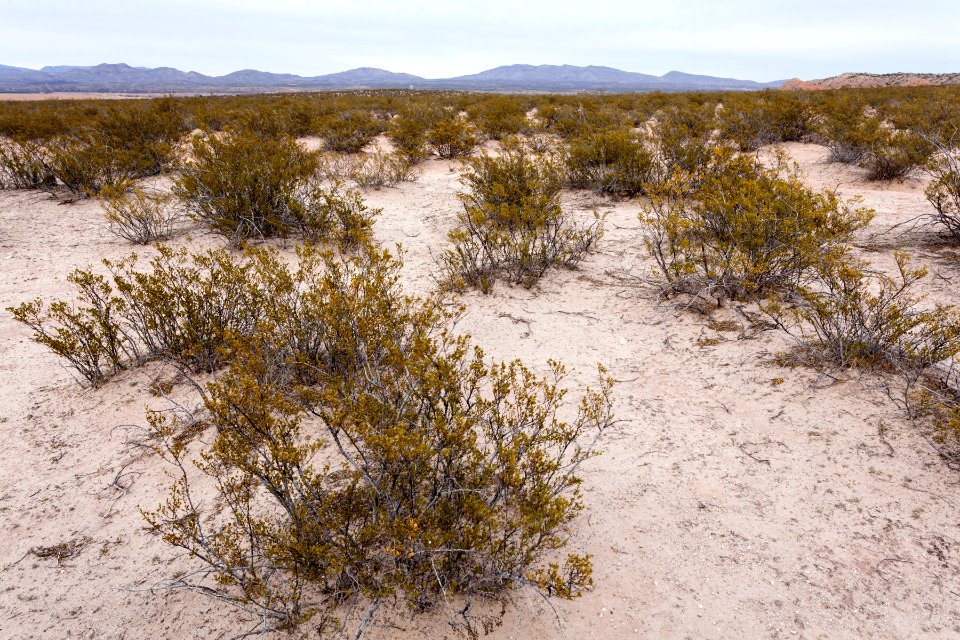 South side of Arroyo Cuervo