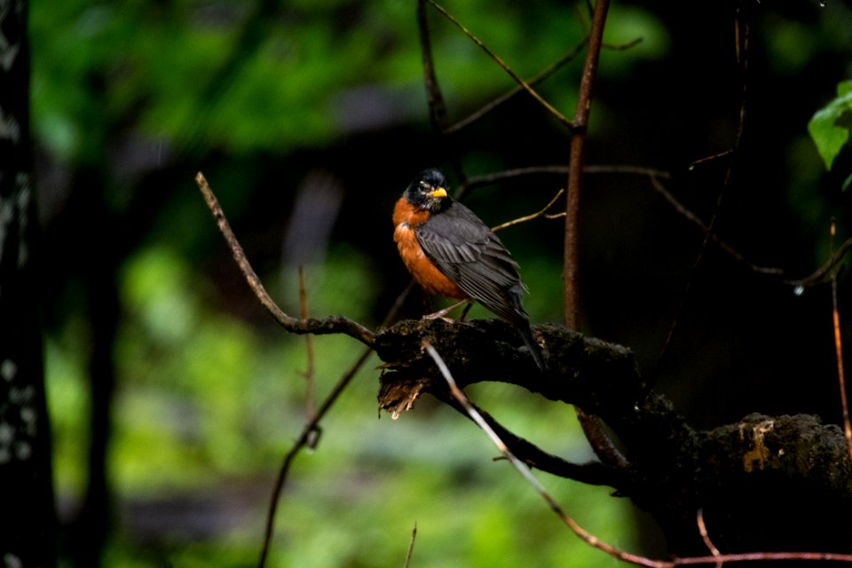 American Robin 8681