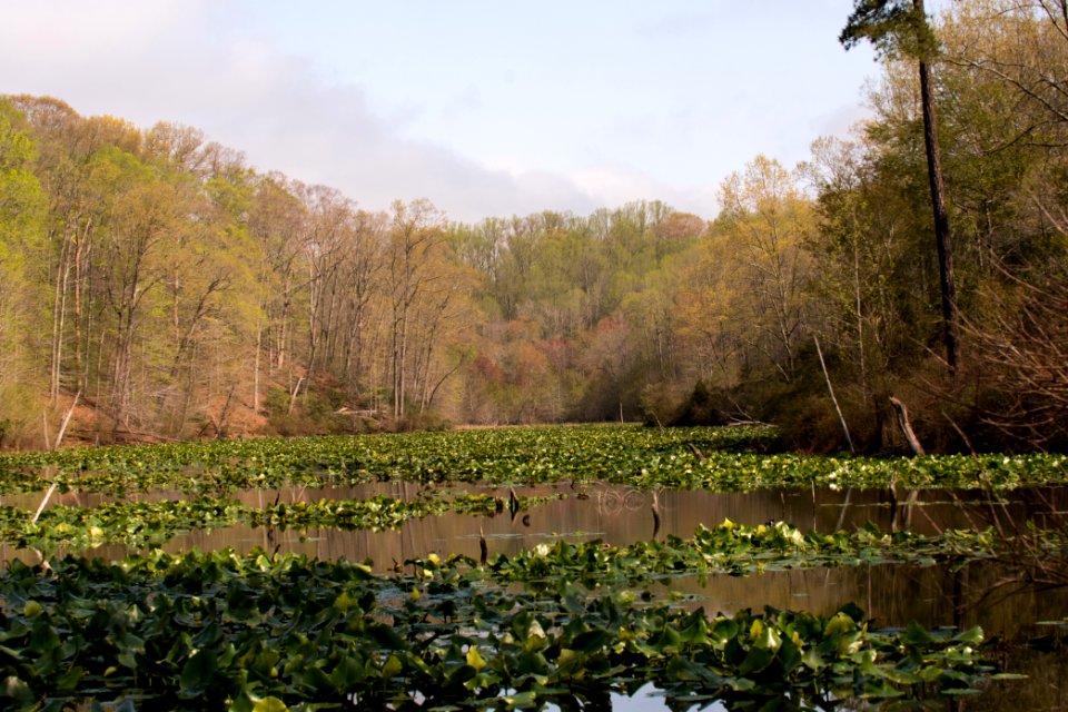 2018 Walk for the Woods Bacon Ridge Natural Area 414