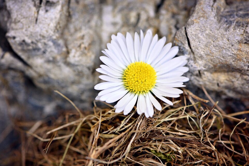 White blossom bloom