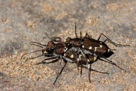 Cicindela oregana