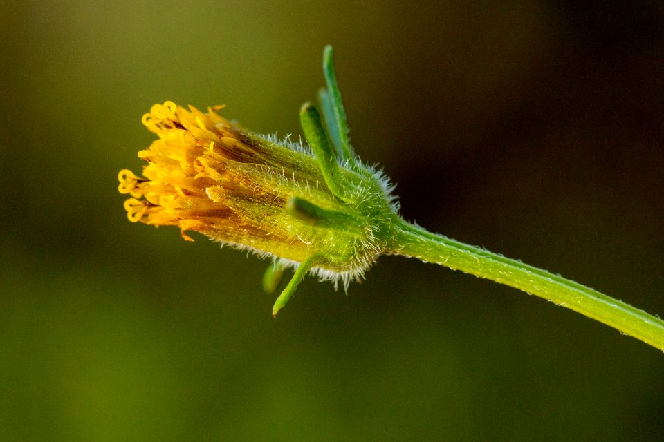 Bidens tenuisecta