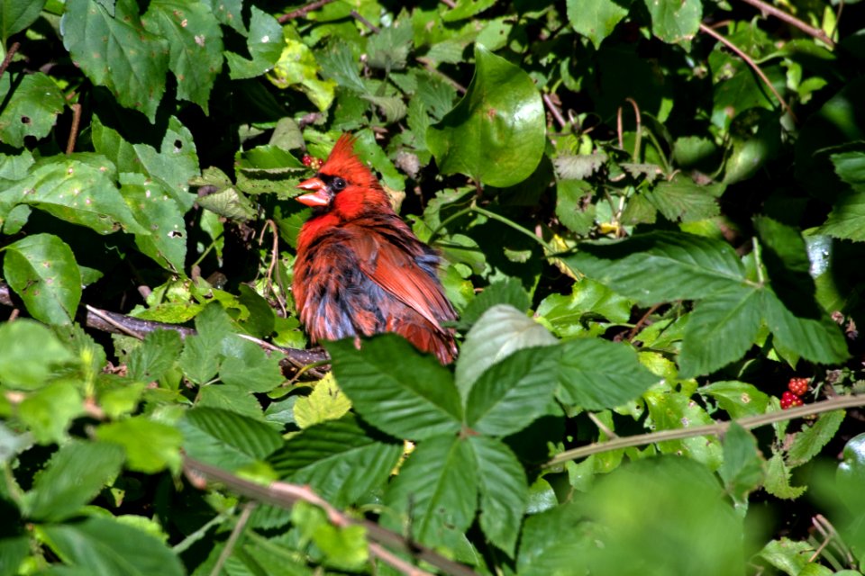 Northern Cardinal 07-18-2018 02