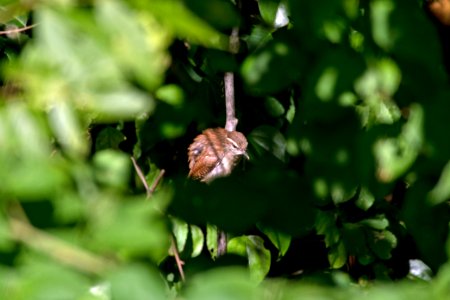 Carolina Wren 07-18-2018 04