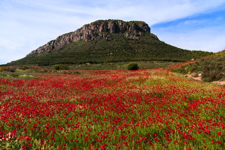 Beauty wild flowers spring photo