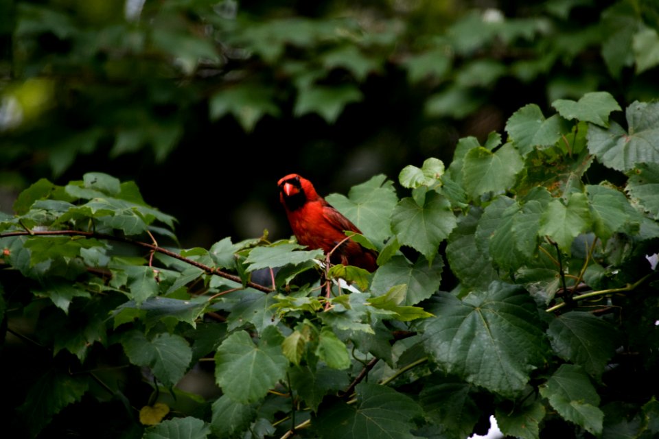 Northern Cardinal 07-15-2018 03