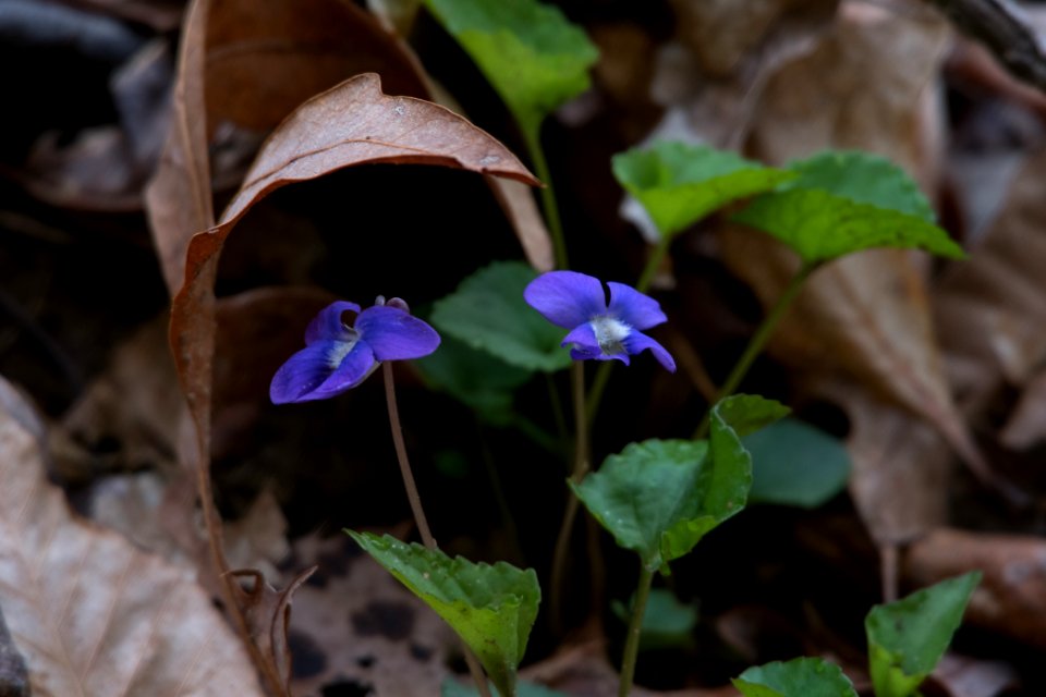 2018 Walk for the Woods Bacon Ridge Natural Area 253