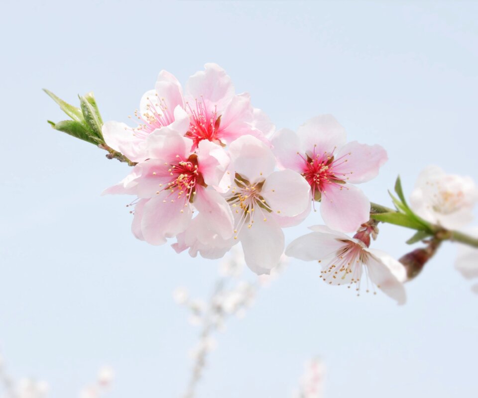 Peach blossom the scenery flowers